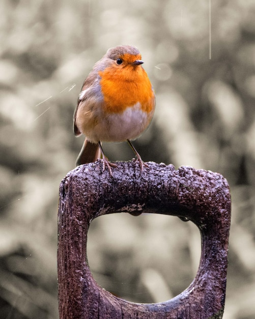 Foto close-up van een vogel die op hout zit