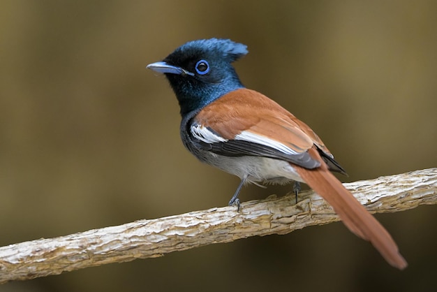 Close-up van een vogel die op hout zit