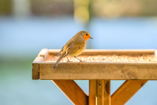 Foto close-up van een vogel die op hout zit