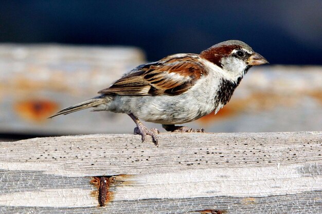 Foto close-up van een vogel die op hout zit