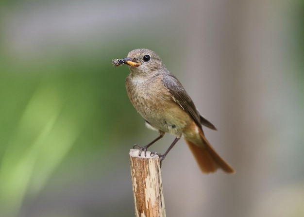 Foto close-up van een vogel die op hout zit