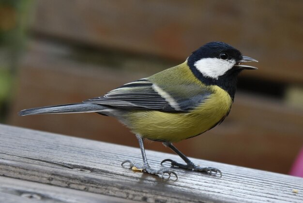 Foto close-up van een vogel die op hout zit