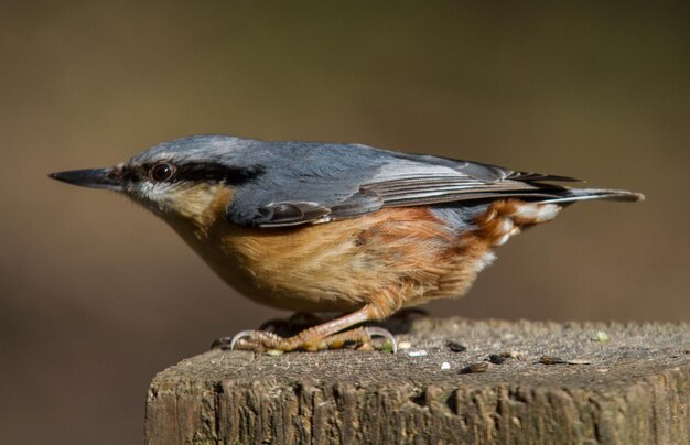 Foto close-up van een vogel die op hout zit