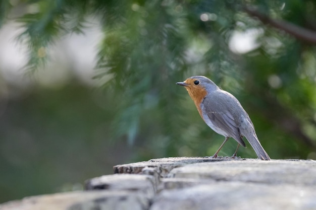 Close-up van een vogel die op hout zit