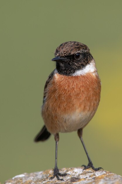 Foto close-up van een vogel die op hout zit