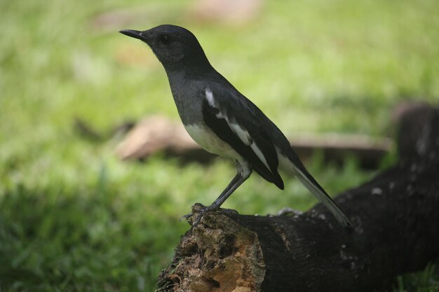 Close-up van een vogel die op hout zit