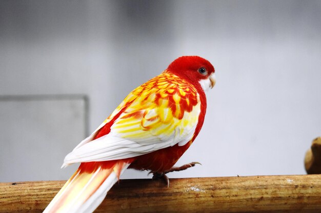 Foto close-up van een vogel die op hout zit