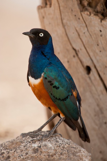 Close-up van een vogel die op hout zit