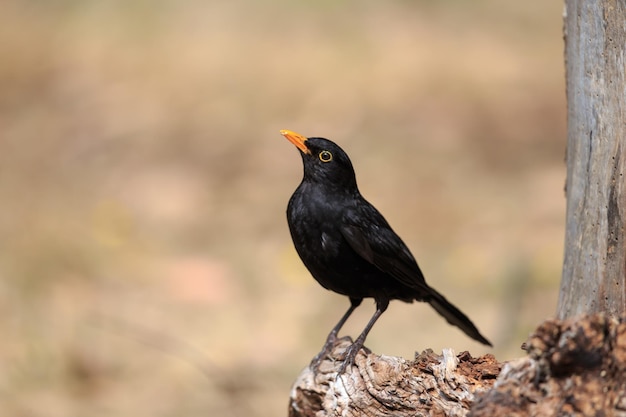 Close-up van een vogel die op hout zit
