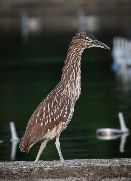 Close-up van een vogel die op hout zit