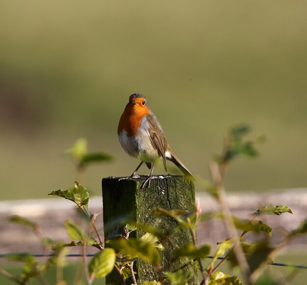 Close-up van een vogel die op hout zit