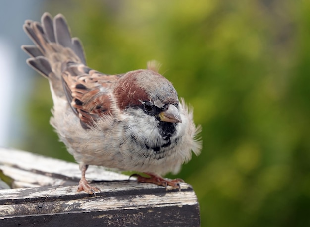 Foto close-up van een vogel die op hout zit