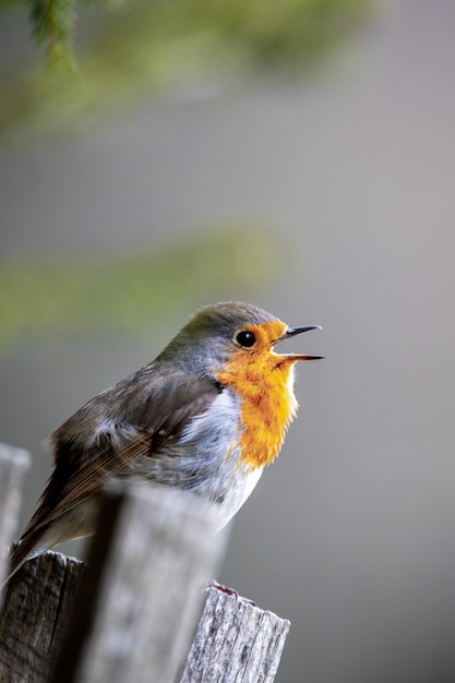Foto close-up van een vogel die op hout zit