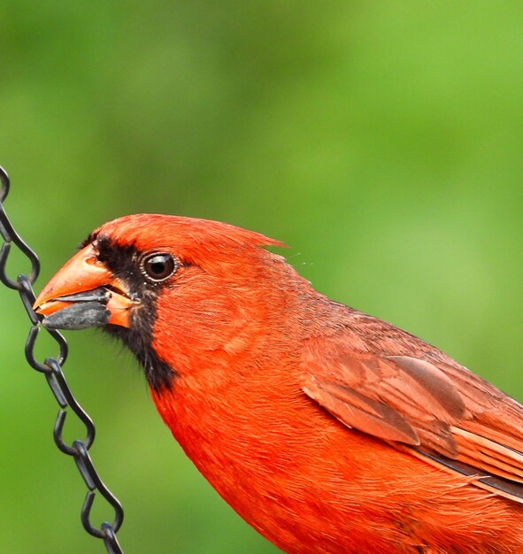 Foto close-up van een vogel die op metaal zit