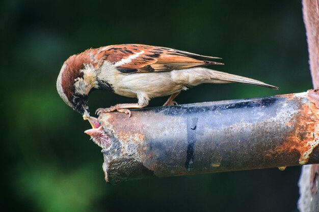 Foto close-up van een vogel die op roestige metaal zit