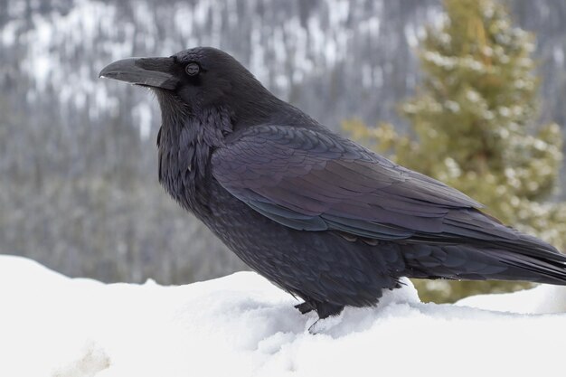 Foto close-up van een vogel die op sneeuw zit