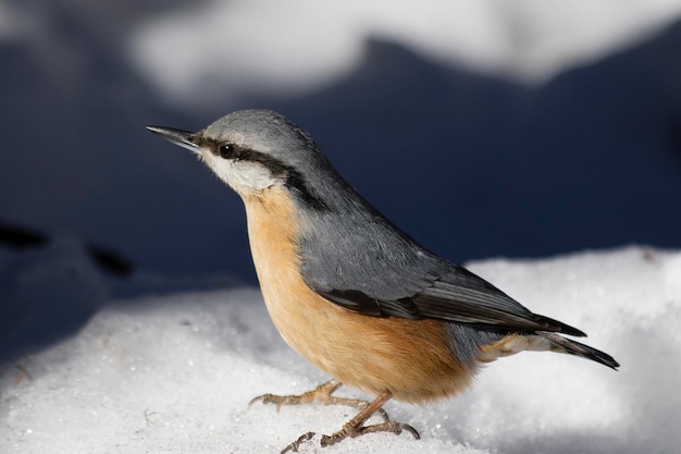 Foto close-up van een vogel die op sneeuw zit