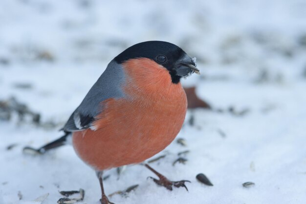 Foto close-up van een vogel die op sneeuw zit