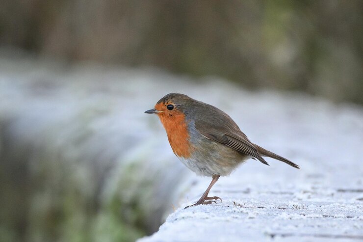 Foto close-up van een vogel die op sneeuw zit