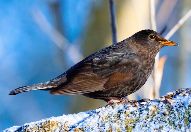 Foto close-up van een vogel die op sneeuw zit