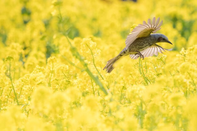 Foto close-up van een vogel die over gele bloemen op het veld vliegt