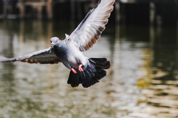 Foto close-up van een vogel die over het meer vliegt