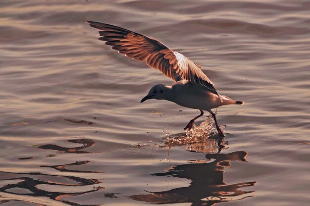 Foto close-up van een vogel die over het meer vliegt