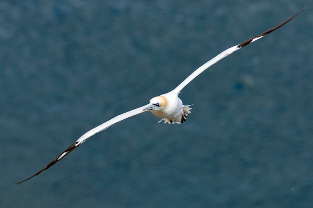 Foto close-up van een vogel die over zee vliegt