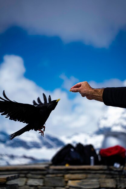 Foto close-up van een vogel die tegen de lucht vliegt