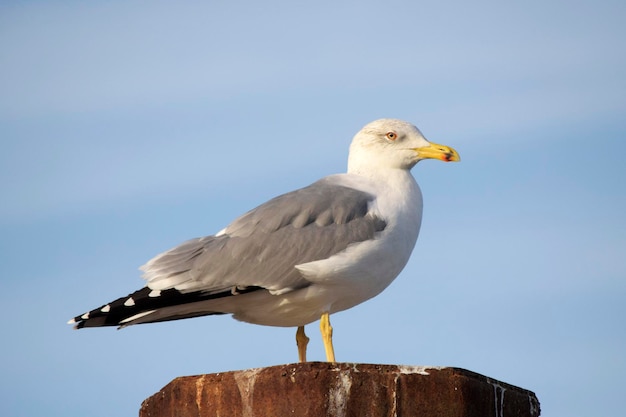 Close-up van een vogel die tegen de lucht zit