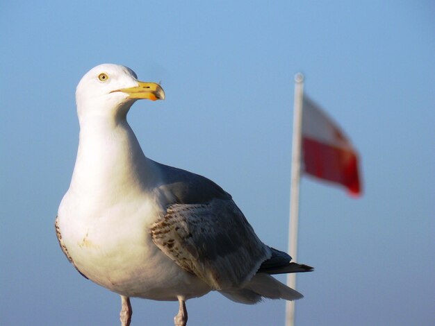 Foto close-up van een vogel die tegen de vlag en de lucht zit