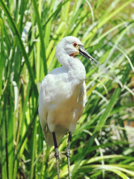 Foto close-up van een vogel die tegen het gras zit