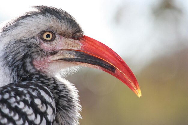 Foto close-up van een vogel die wegkijkt