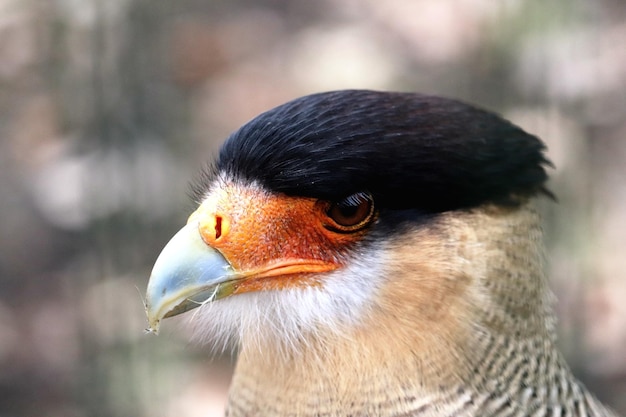 Foto close-up van een vogel die wegkijkt