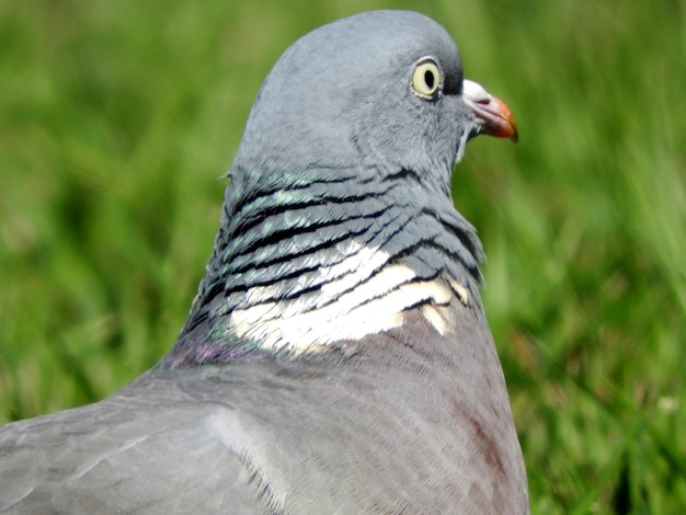 Foto close-up van een vogel die wegkijkt