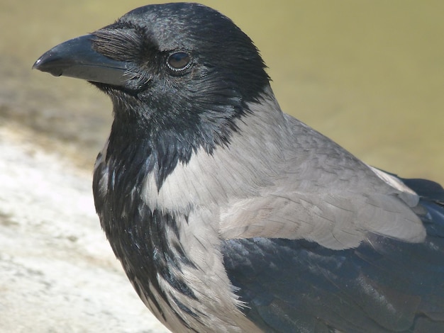 Foto close-up van een vogel die wegkijkt