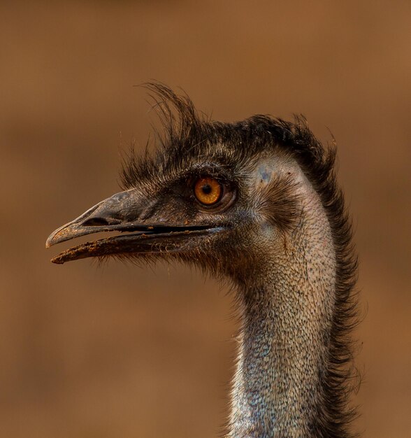 Foto close-up van een vogel die wegkijkt