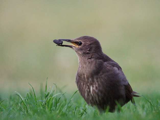 Close-up van een vogel die wegkijkt