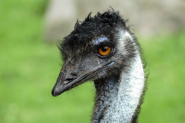 Foto close-up van een vogel die wegkijkt