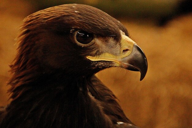 Foto close-up van een vogel die wegkijkt