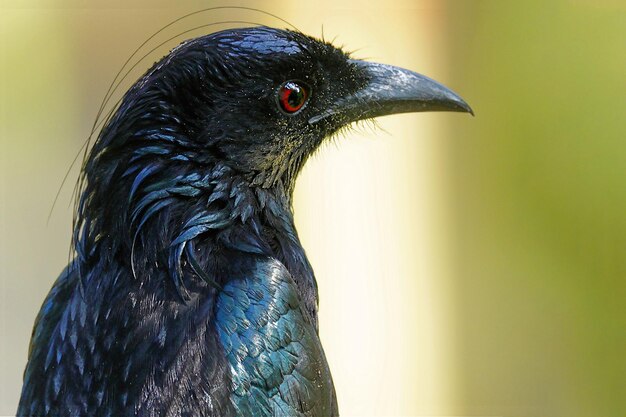 Close-up van een vogel die wegkijkt