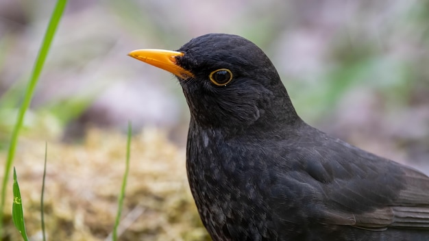 Foto close-up van een vogel die wegkijkt
