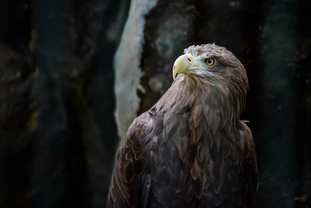 Close-up van een vogel die wegkijkt