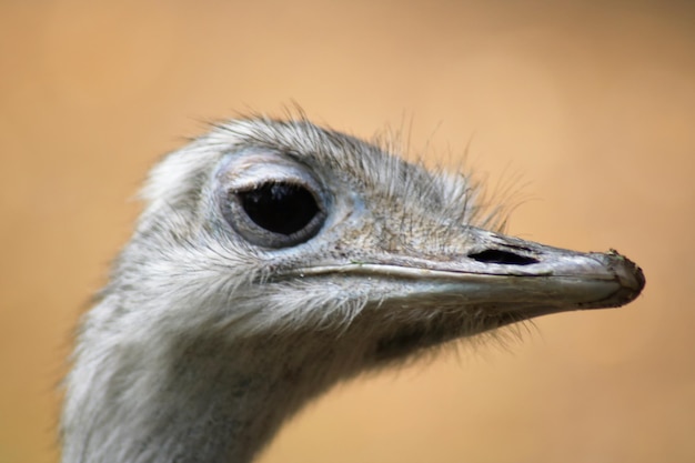 Foto close-up van een vogel die wegkijkt