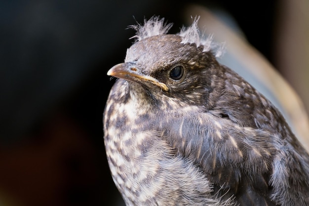 Close-up van een vogel die wegkijkt