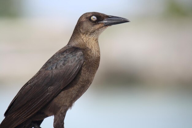 Foto close-up van een vogel die zit