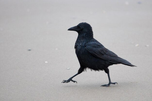 Foto close-up van een vogel die zit