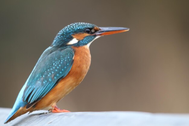 Foto close-up van een vogel die zit