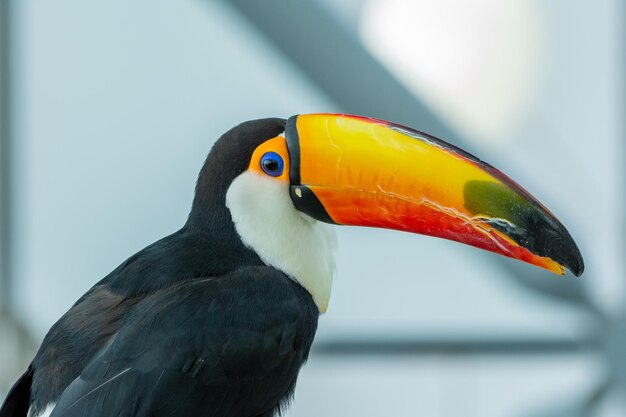 Close-up van een vogel die zit