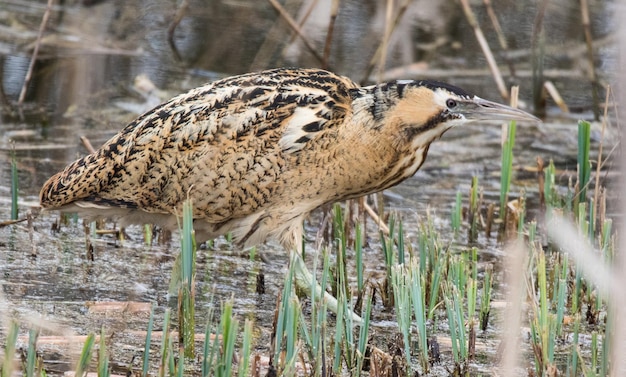 Foto close-up van een vogel die zit